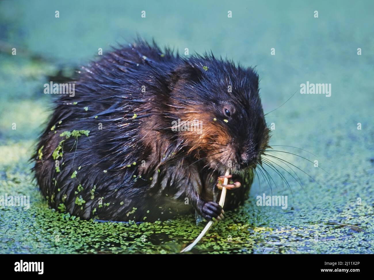 Muskrat feeding up close on duckweed covered pond Stock Photo