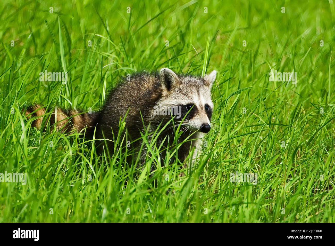 Raccoon Stock Photo