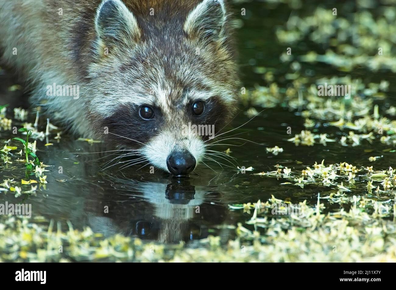 Raccoon Stock Photo