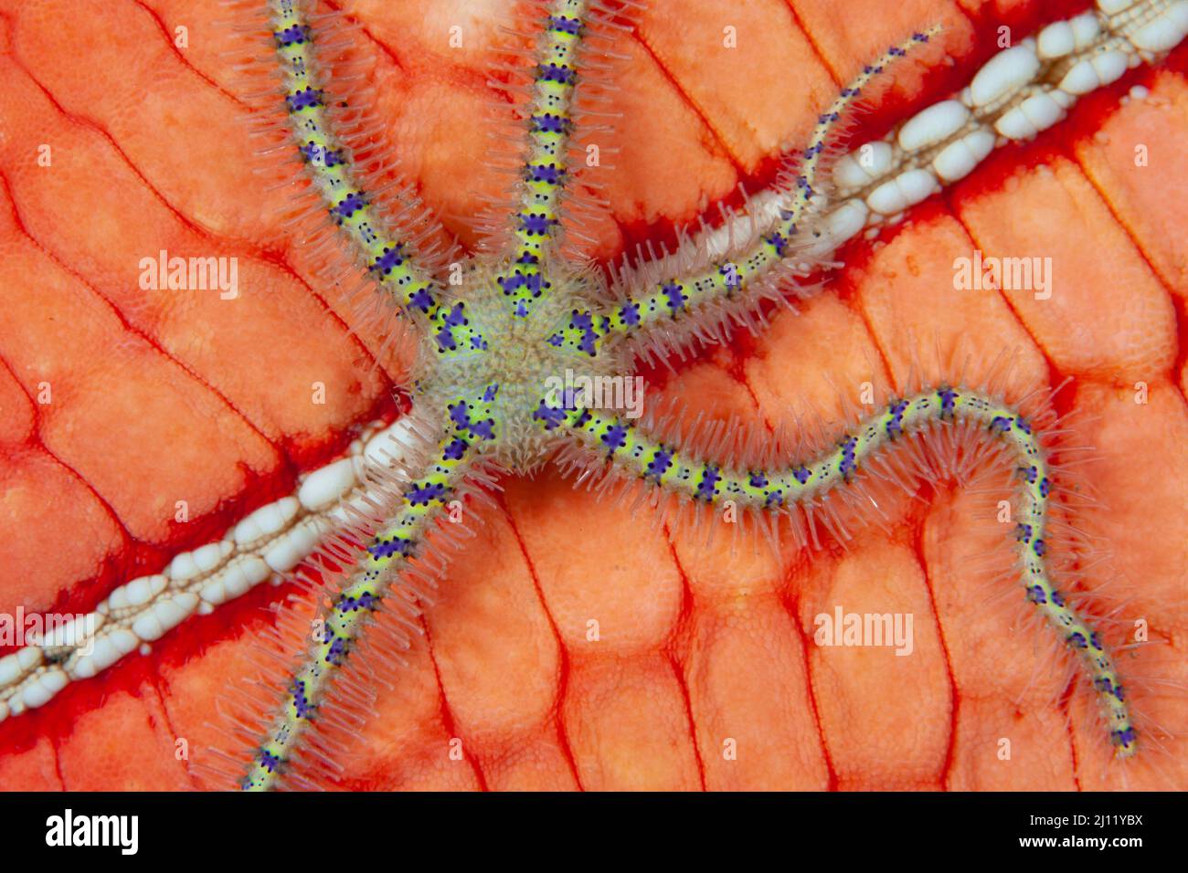 A small, spiny brittle star clings to a colorful Pin cushion sea star, Culcita novaeguineae, on a coral reef in Lembeh Strait, Indonesia. Stock Photo