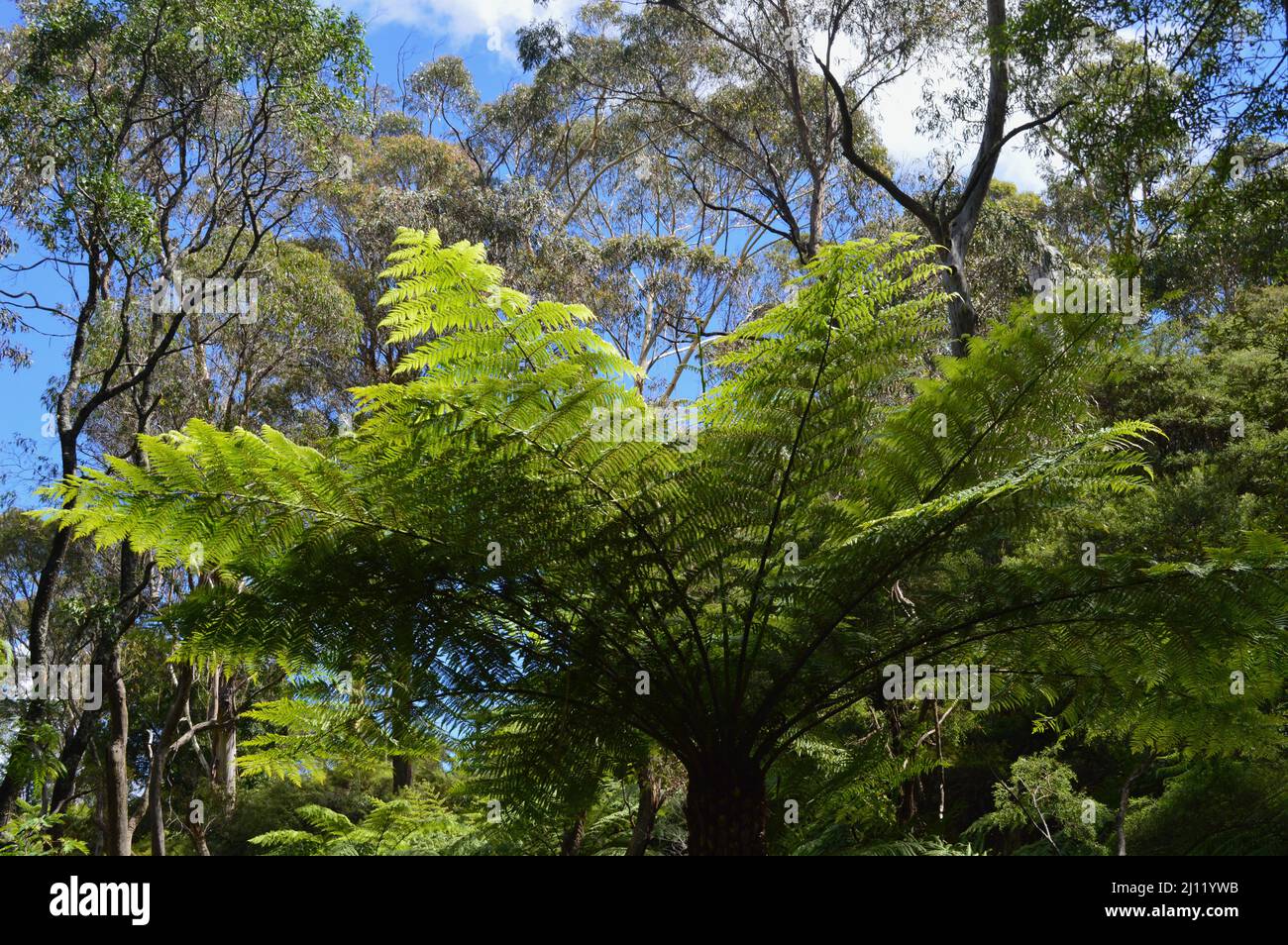 A tree fern in the forest at Katoomba in the Bue Mountains of Australia Stock Photo