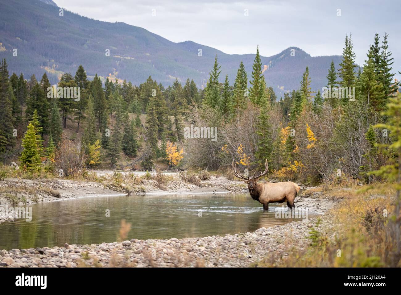 Bull Elk in the Canadian Rockies, Alberta, Canada Stock Photo