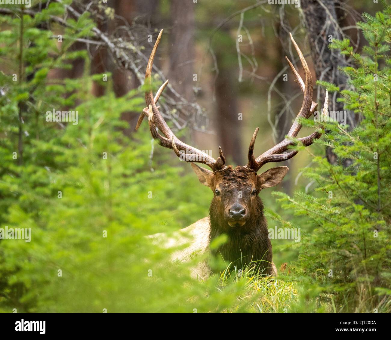 Bull Elk in the Canadian Rockies, Alberta, Canada Stock Photo