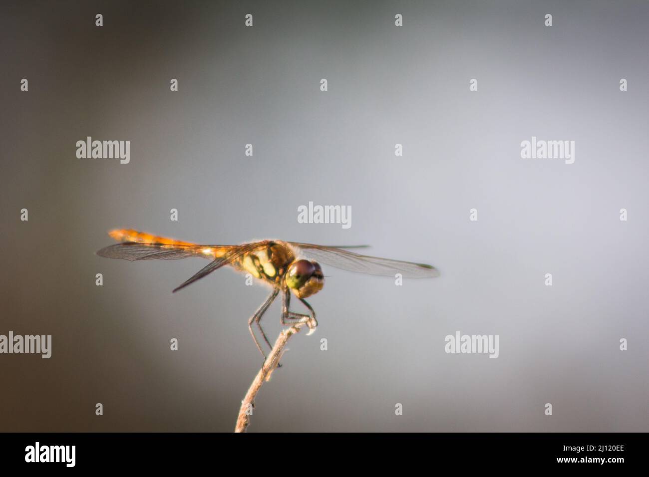 Closeup of a dragonfly standing on a plant on a blurry background Stock ...