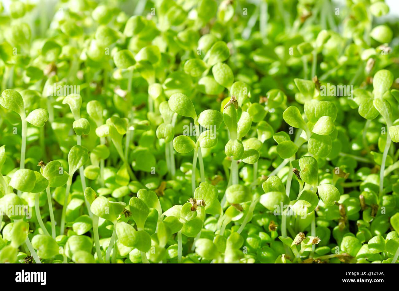 Common chicoree microgreens, close-up. Cotyledons of Cichorium intybus, young plants, fresh green seedlings and shoots. Cultivated for salad leaves. Stock Photo