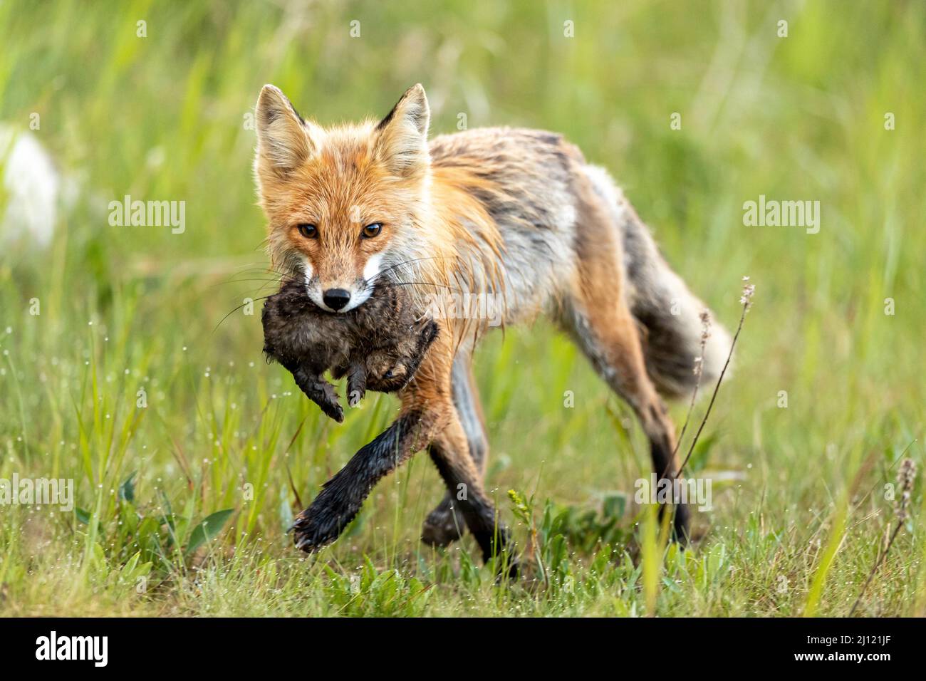 Red fox running back to the den with rabbit. Stock Photo