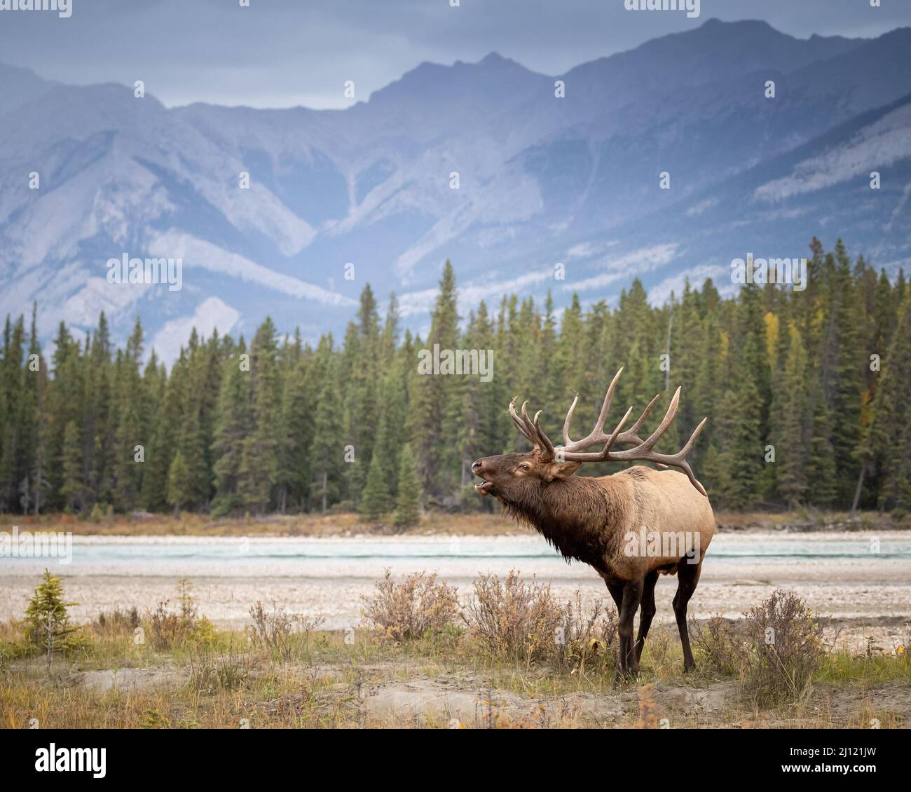 Bull elk bugling in the Canadian Rockies Stock Photo