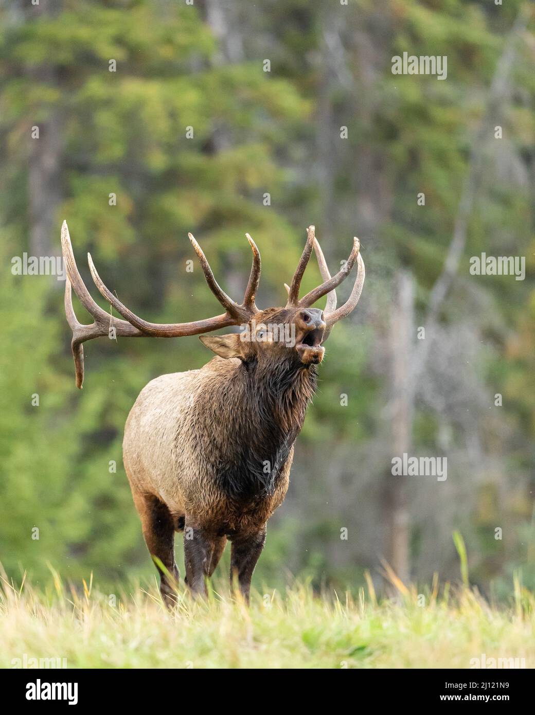 Bugling bull elk in the Canadian Rockies, Alberta, Canada Stock Photo
