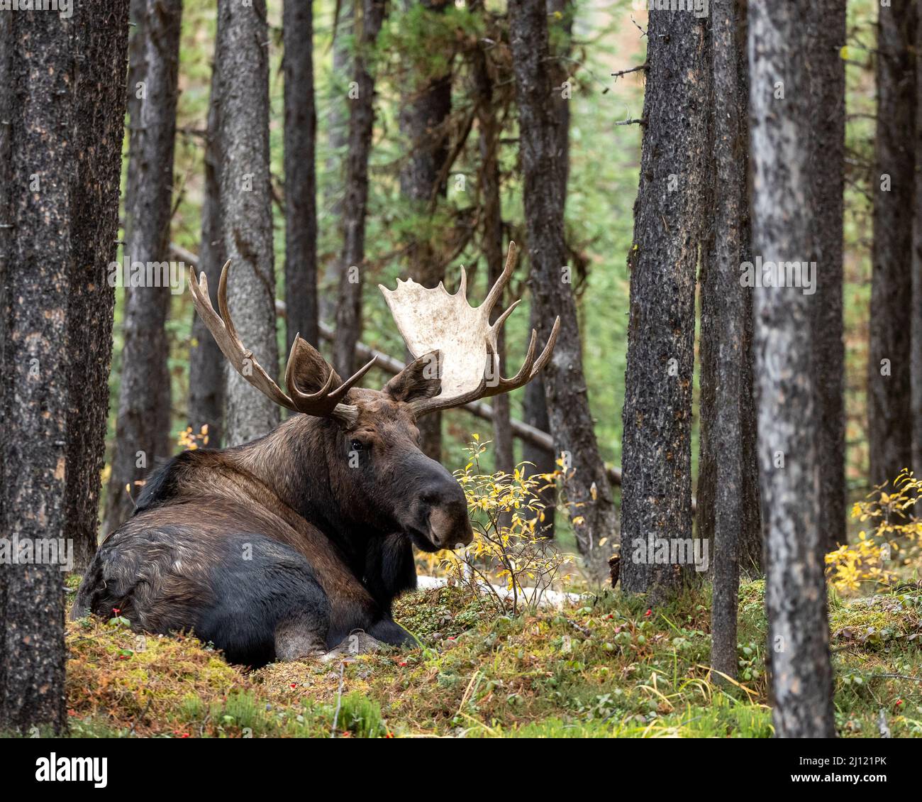 Big bull moose laying down in the Canadian Rockies Stock Photo