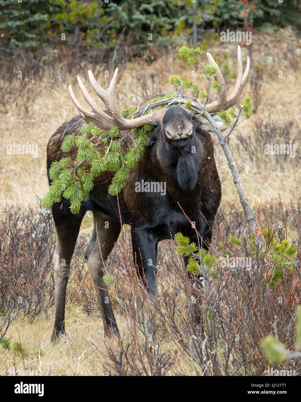 Big bull moose rubbing a jack pine during the fall rut in the Canadian Rockies Stock Photo
