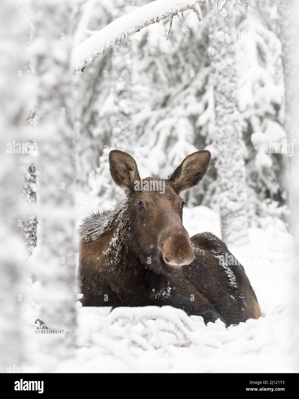 Cow moose laying down in the snow in the Canadian Rockies Stock Photo