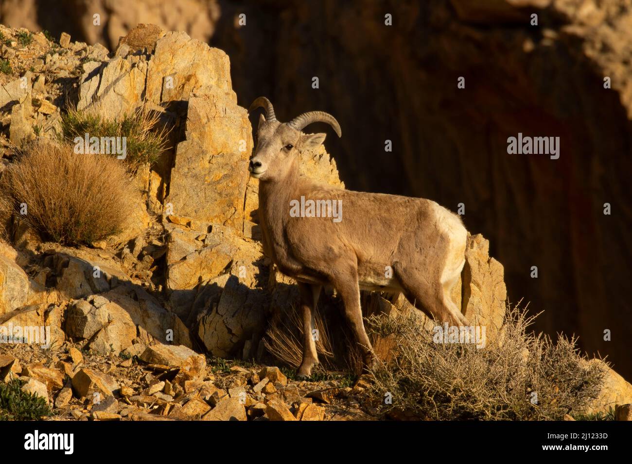 Bighorn sheep (Ovis canadensis), Walker Lake Recreation Area, Stillwater Field Office Bureau of Land Management, Nevada Stock Photo