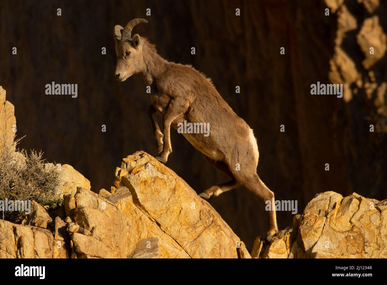 Bighorn sheep (Ovis canadensis), Walker Lake Recreation Area, Stillwater Field Office Bureau of Land Management, Nevada Stock Photo