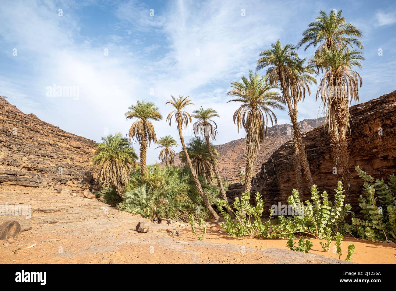 Landscape with palms in Terjit Oasis, Adrar Region, Mauritania Stock Photo