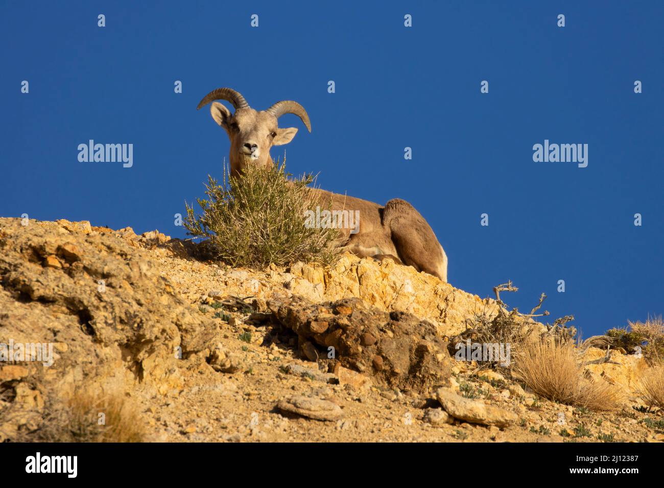 Bighorn sheep (Ovis canadensis), Walker Lake Recreation Area, Stillwater Field Office Bureau of Land Management, Nevada Stock Photo