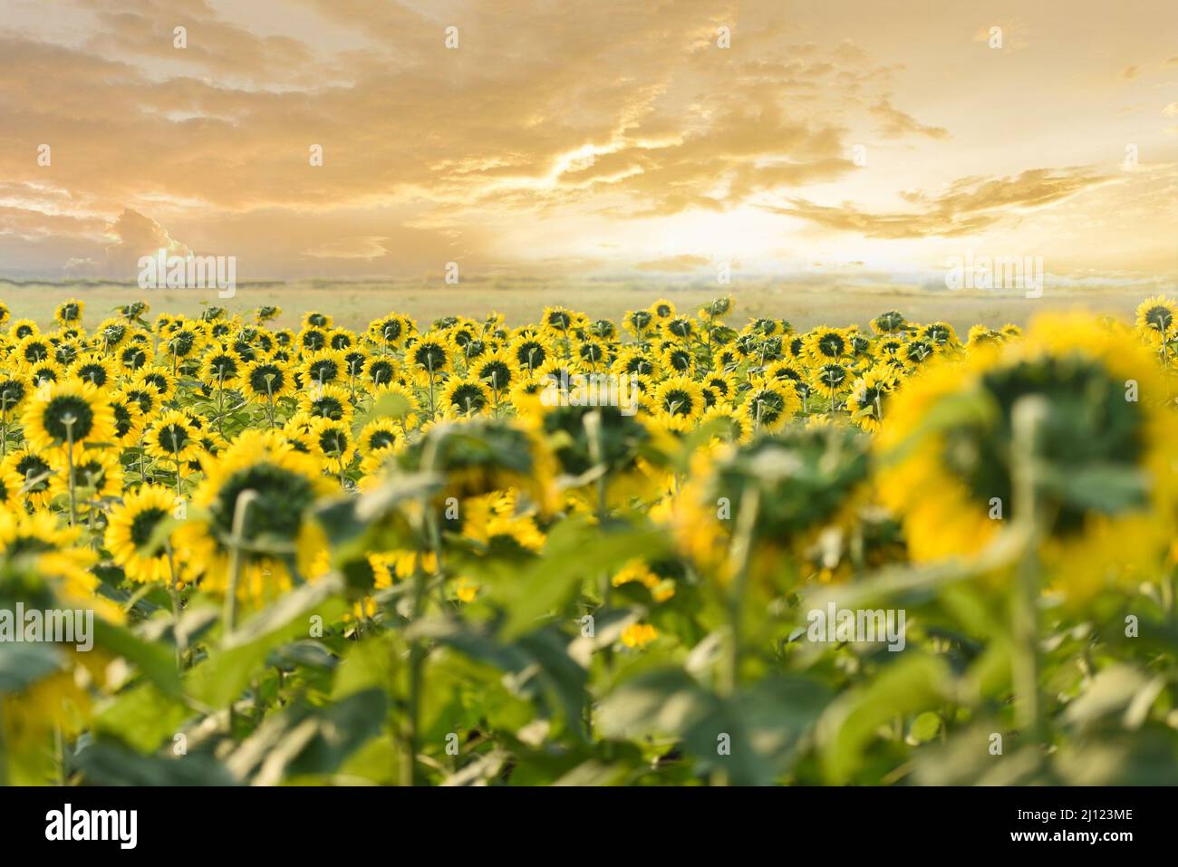 Sunflower field with planting sunflower plant tree on the in the garden