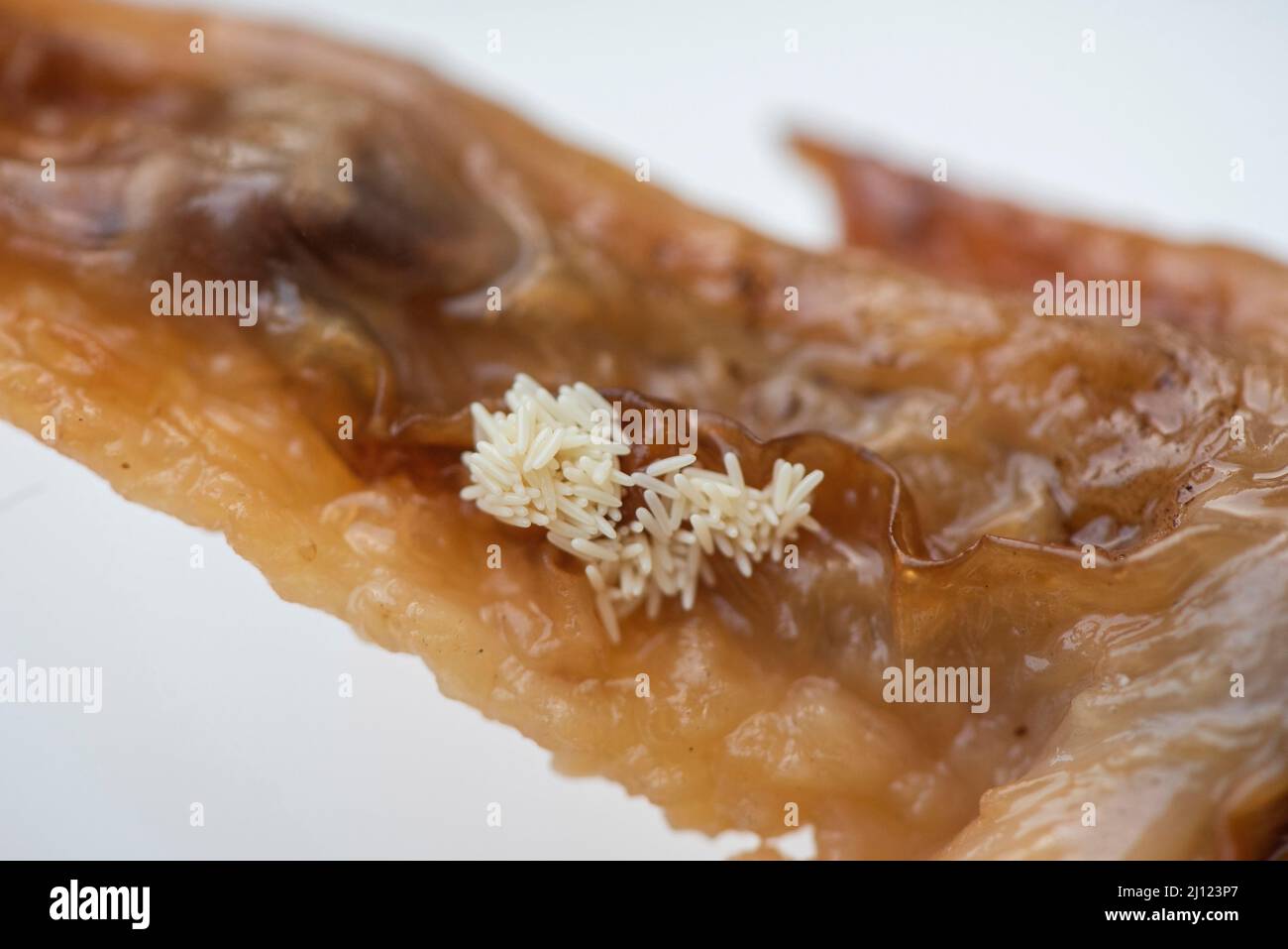 Fly eggs on food hi-res stock photography and images - Alamy