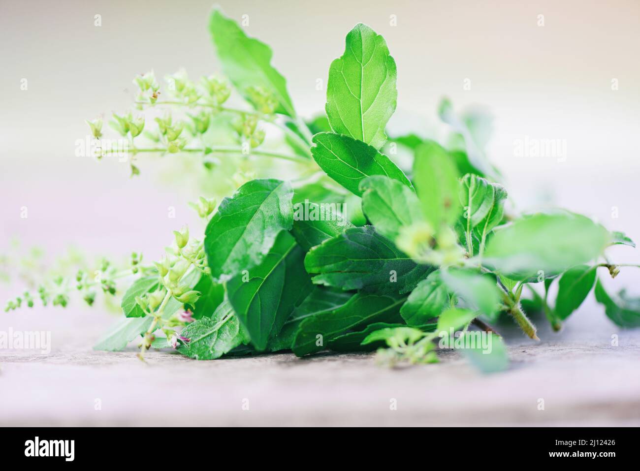 sweet basil leaves, holy basil leaf herb and spices on green leaf and