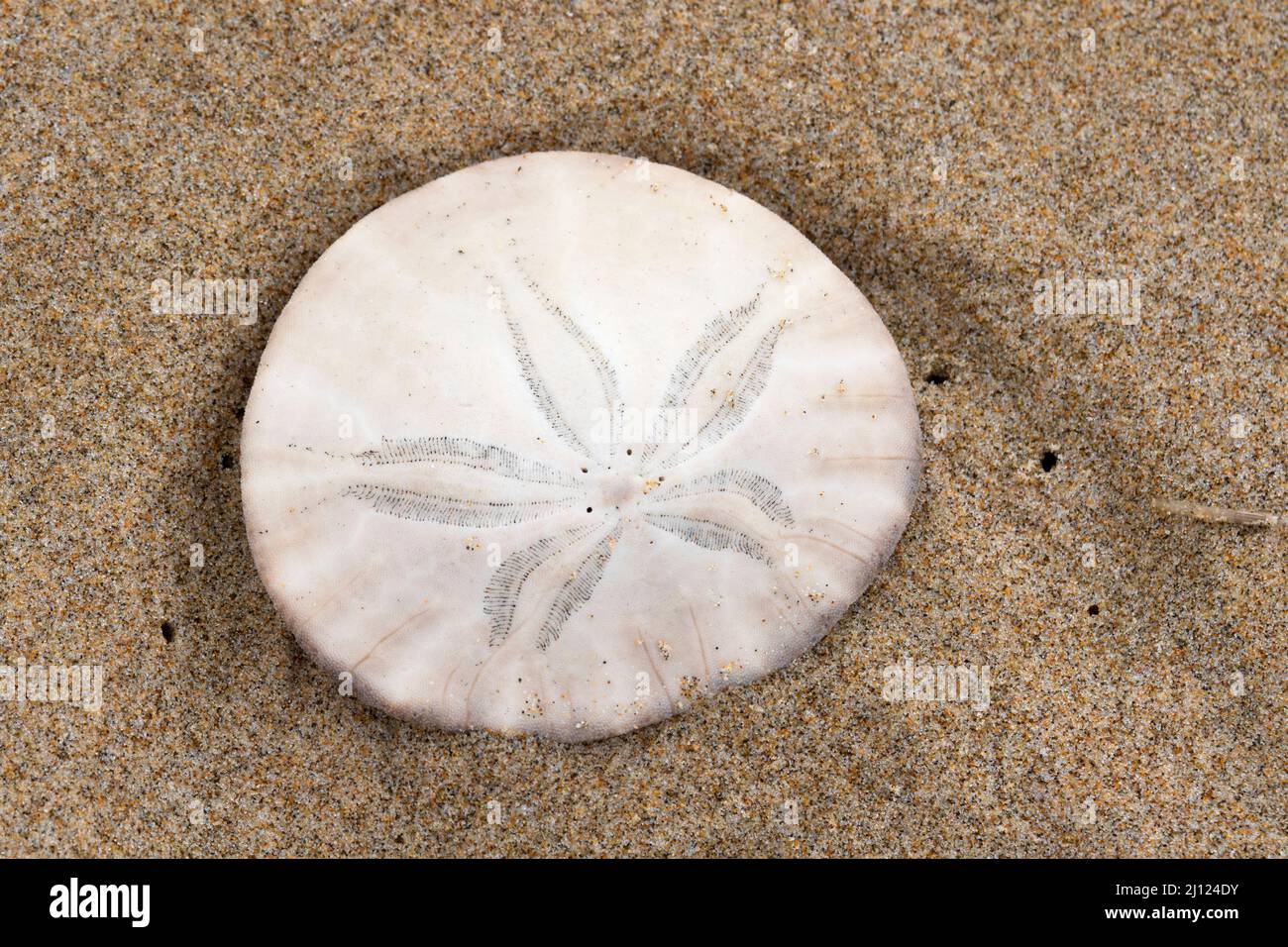 The Eccentric Sand Dollar is - Olympic National Park