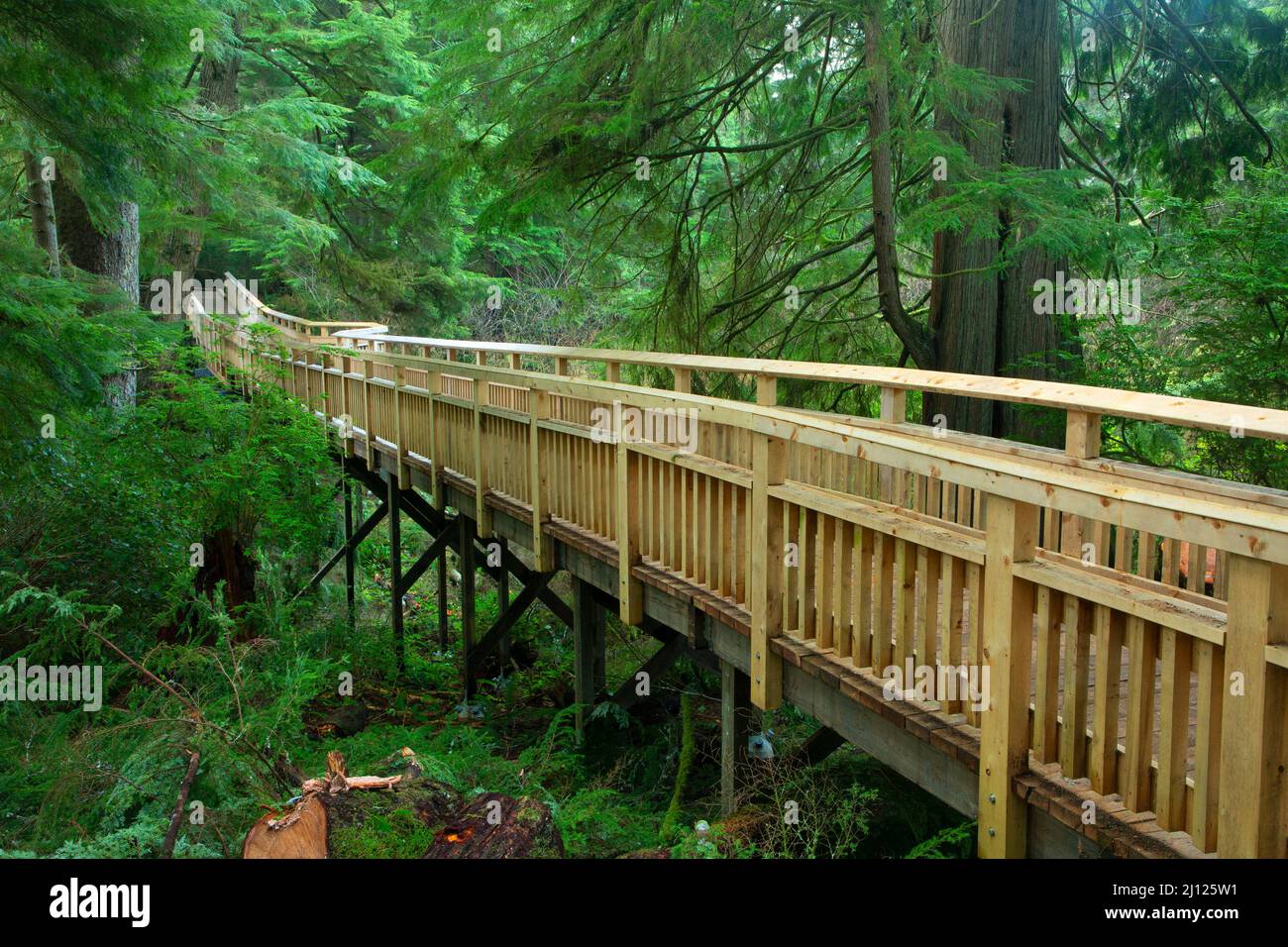 Boardwalk, Old Growth Cedar Preserve, Rockaway Beach, Oregon Stock Photo