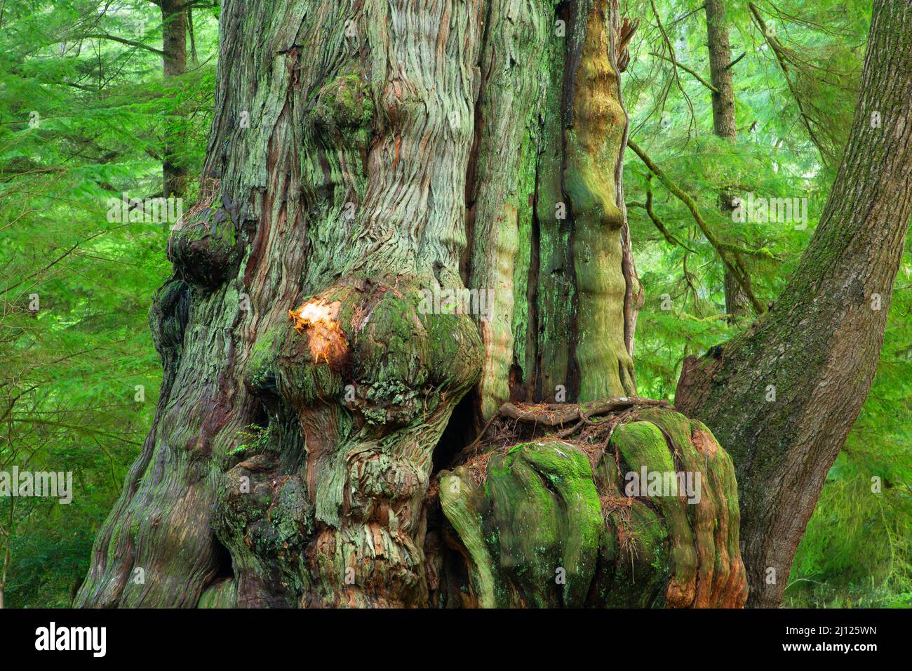 Ancient Western red cedar (Thuja plicata), Old Growth Cedar Preserve, Rockaway Beach, Oregon Stock Photo