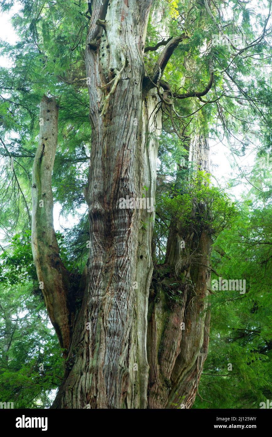 Ancient Western red cedar (Thuja plicata), Old Growth Cedar Preserve, Rockaway Beach, Oregon Stock Photo