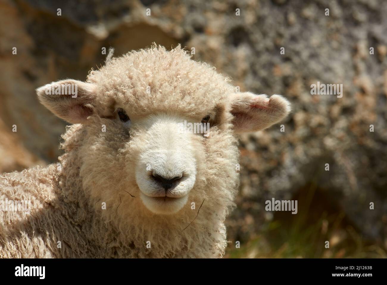 Sheep, North Otago, South Island, New Zealand Stock Photo