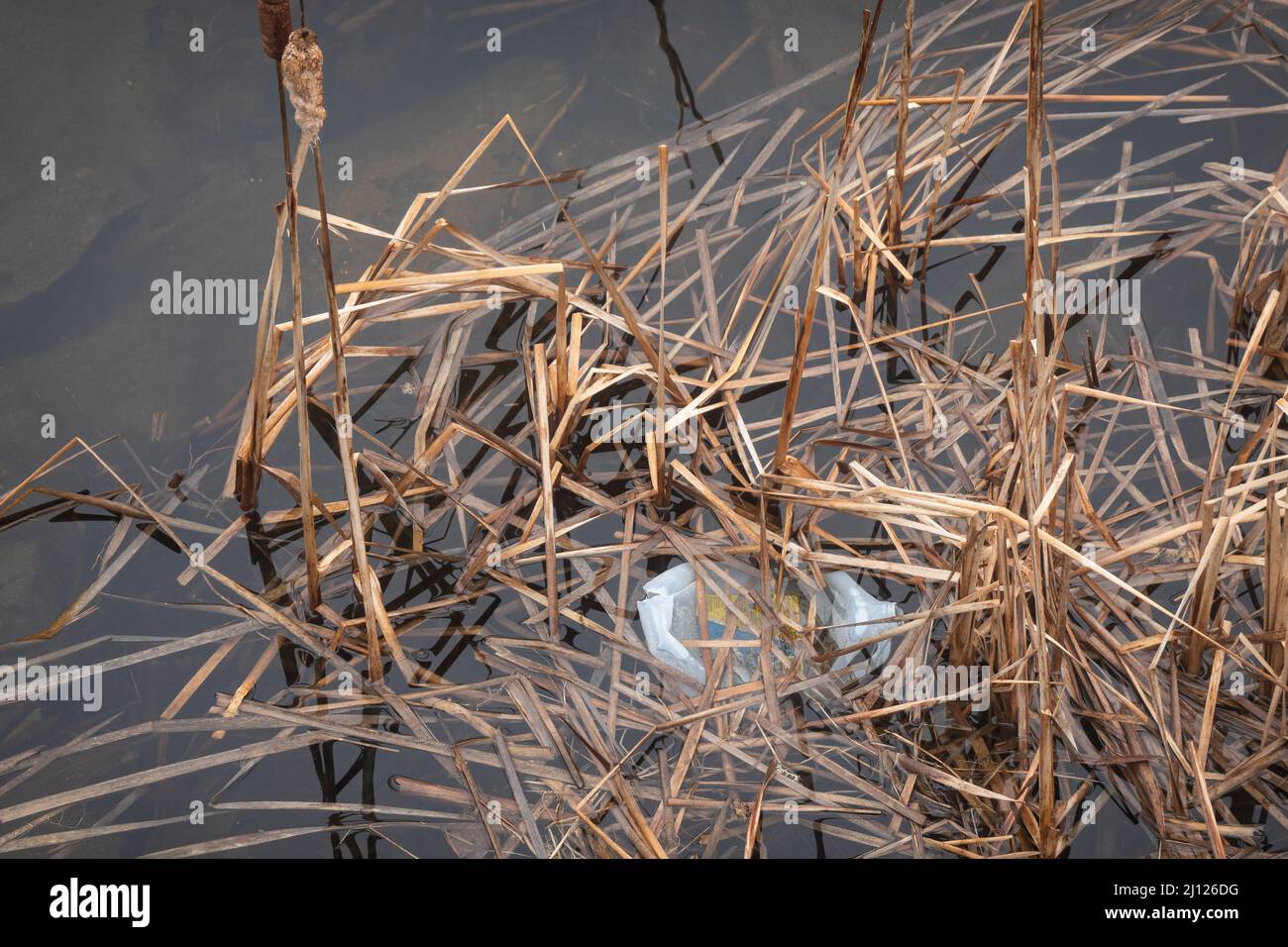Plastic pollution - a plastic bottle floating in the cattails along the Sacandaga River near Speculator, NY USA in the Adirondack Mountains. Stock Photo