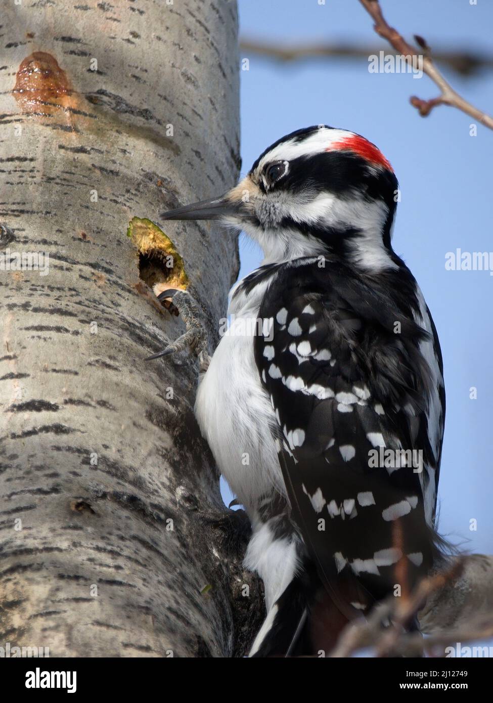 Hairy woodpecker digging a hole in a birch tree by a sunny day Stock