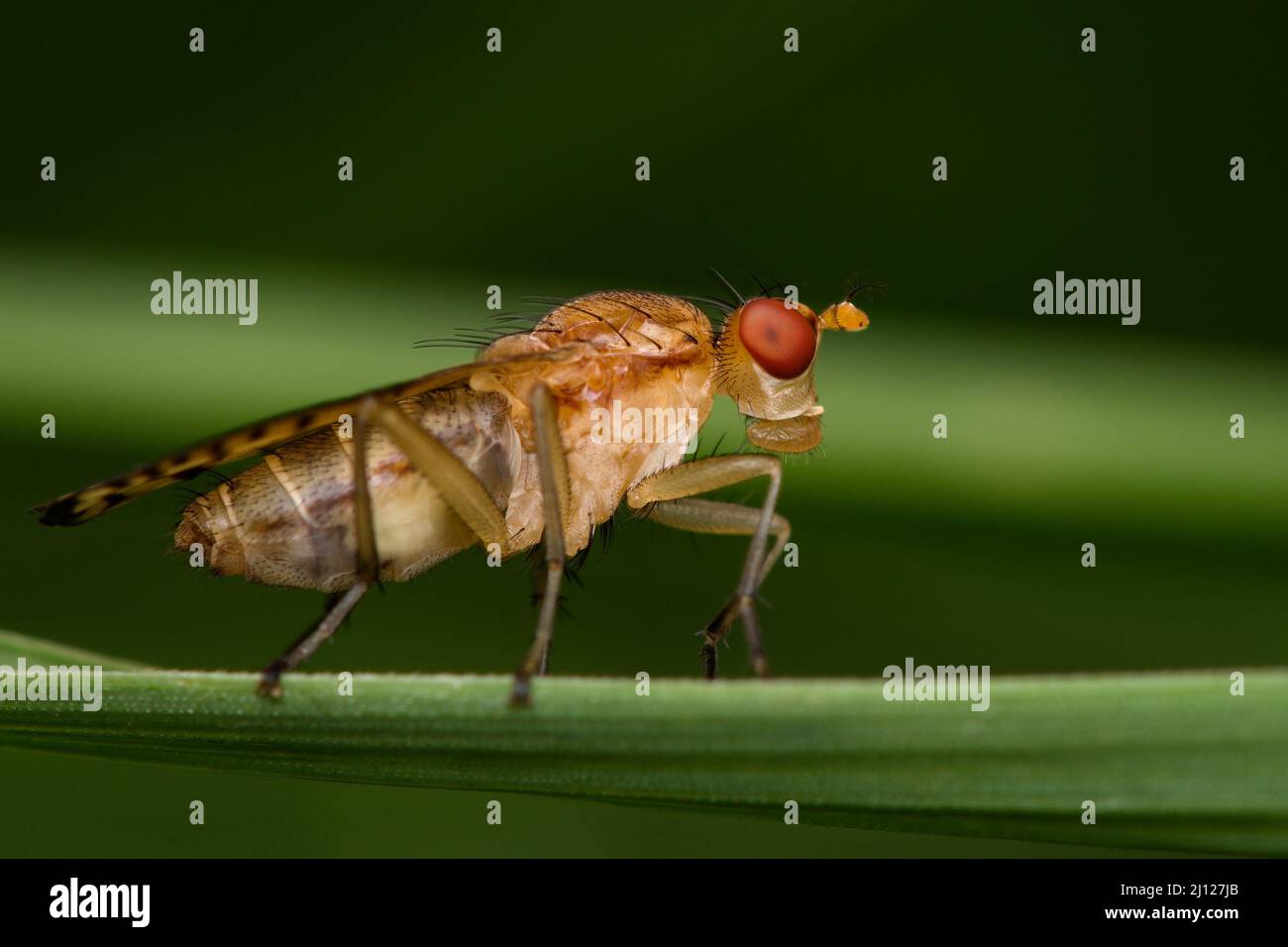 Diptera on a leaf Stock Photo