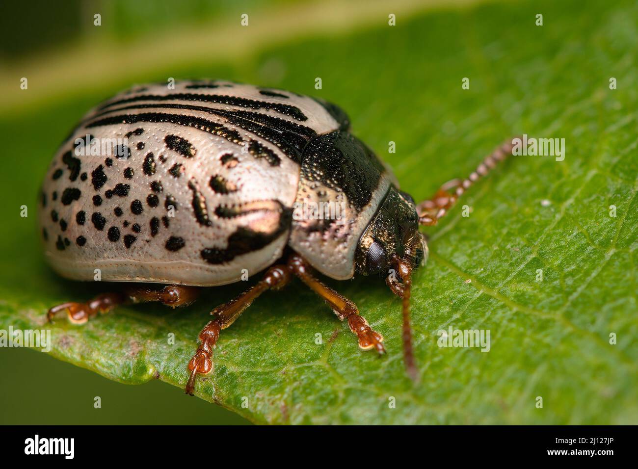 Silver calligrapha on a leaf Stock Photo - Alamy
