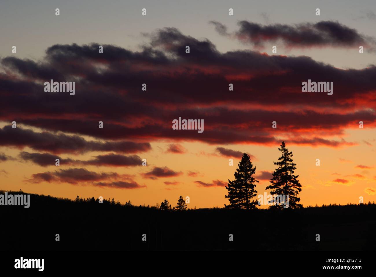 A dramatic sunset frames a pair of spruce trees Stock Photo