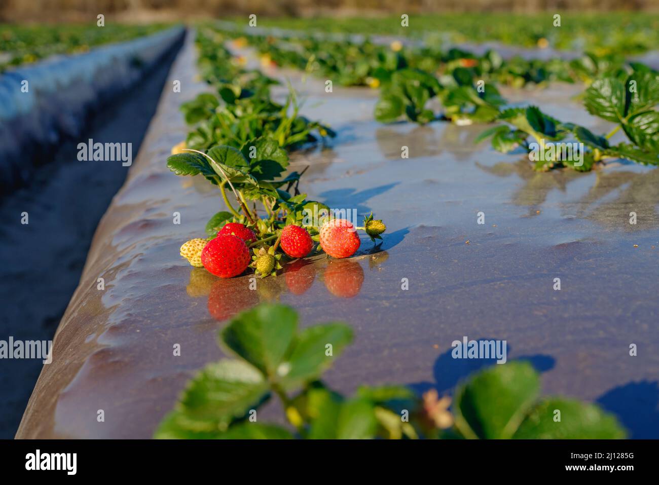Agricultural field strawberry plants. Industry, modern farming