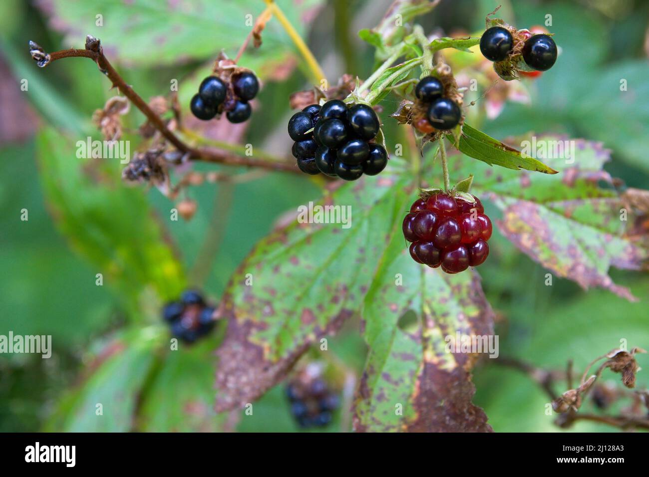 Wildberries Mobile Stock Photos - Free & Royalty-Free Stock Photos from  Dreamstime