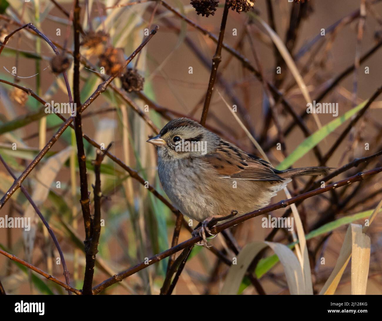 Perched Swamp Sparrow in fall Stock Photo
