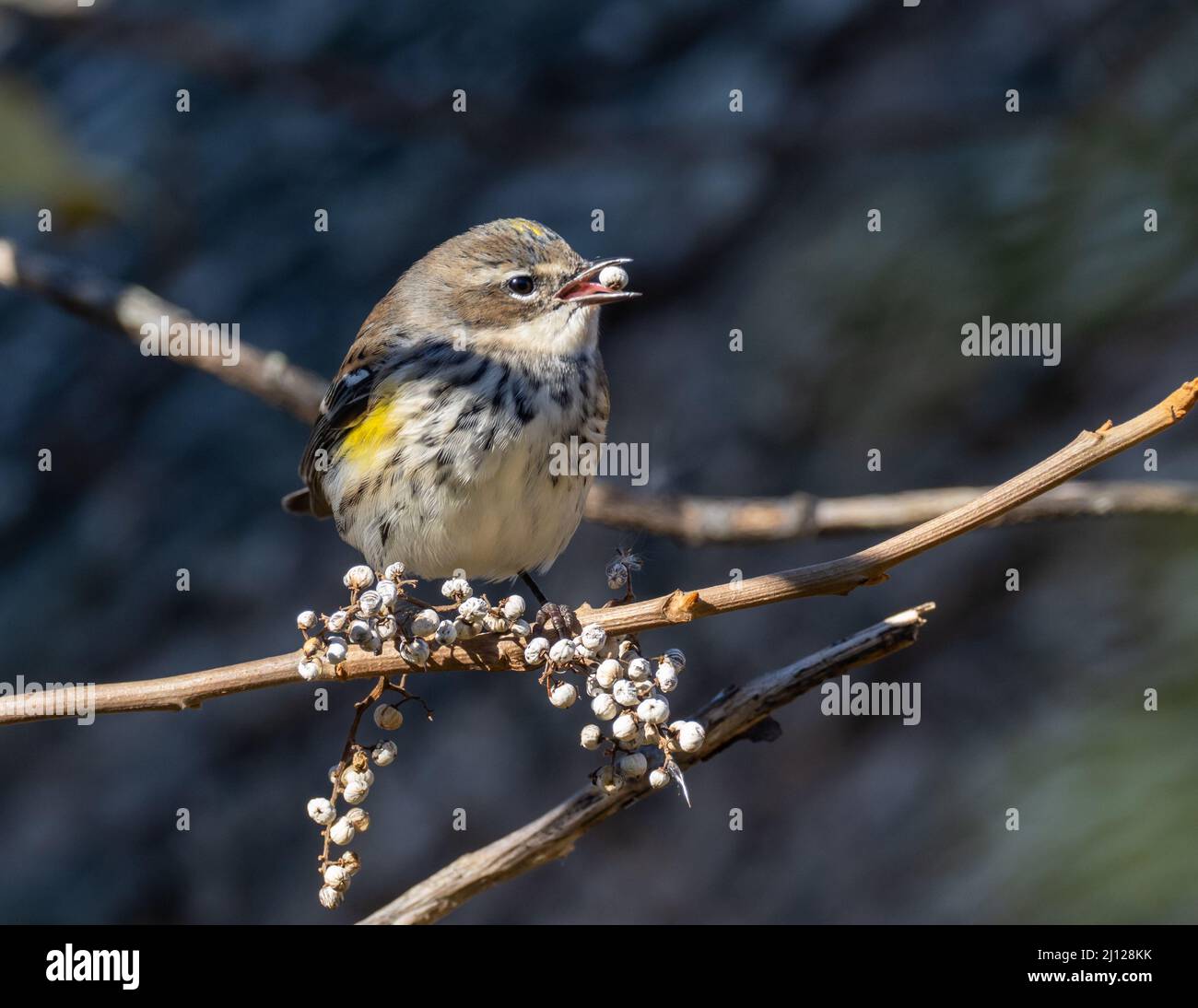 Yellow-rumped (myrtle) warbler eating a berry Stock Photo