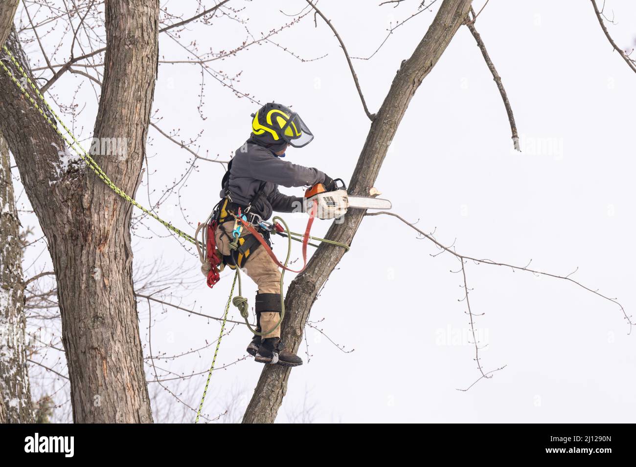 A tree surgeon cuts and trims a tree Stock Photo - Alamy