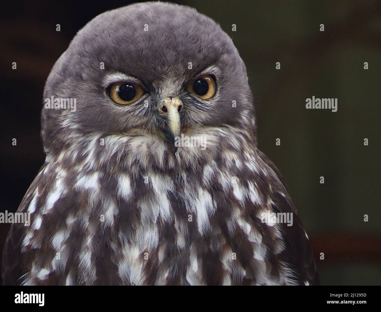 Magnificent dignified regal Barking Owl with impeccable plumage. Stock Photo