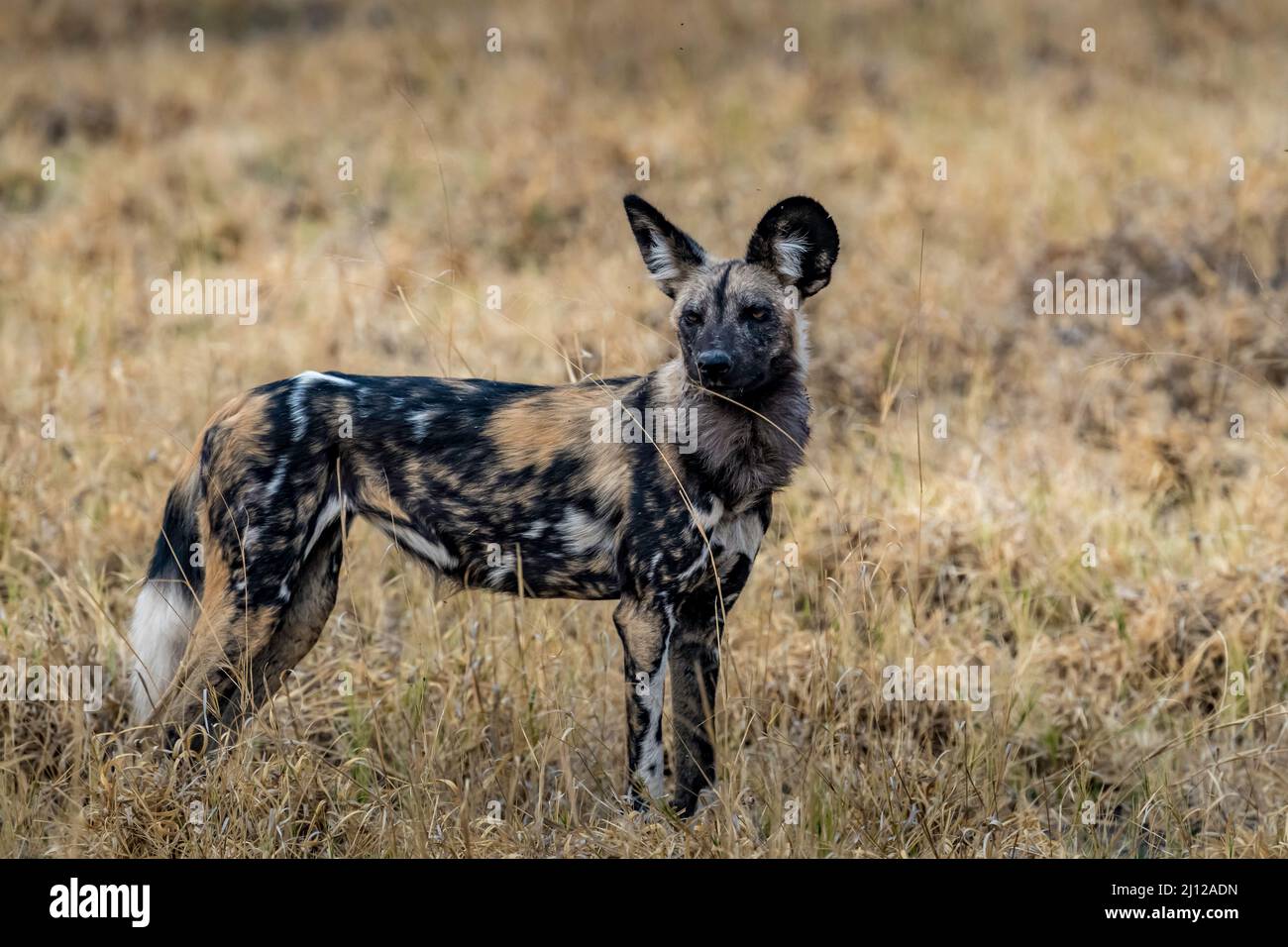 Wild dog standing in long grass  Zimbabwe Stock Photo