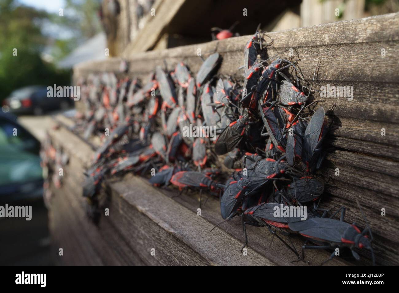 Box Elder bug large breeding infestation group on wood fence Stock Photo Alamy