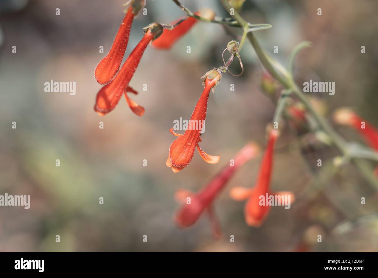 Red flowering racemose panicle inflorescence of Penstemon Rostriflorus, Plantaginaceae, native subshrub in the San Bernardino Mountains, Summer. Stock Photo