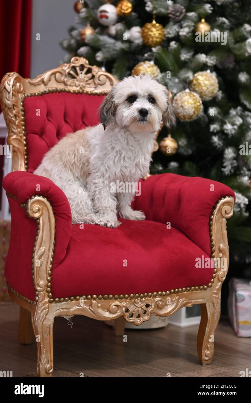 Adorable white fluffy maltese dog sitting on a chair Stock Photo - Alamy