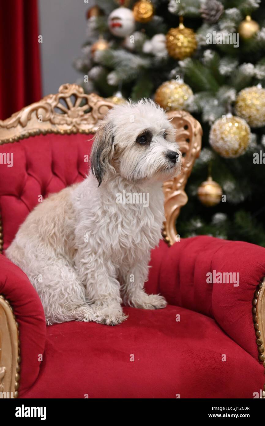 Adorable white fluffy maltese dog sitting on a chair Stock Photo - Alamy