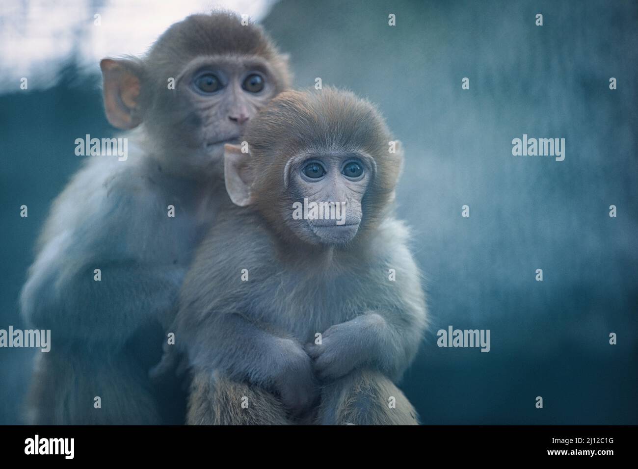 Adorable fluffy brown rhesus macaques in the zoo Stock Photo - Alamy