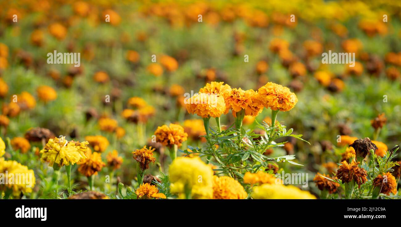 Flower bed of Marygold flowers, orange and yellow. Selected focus, copy space. Stock Photo