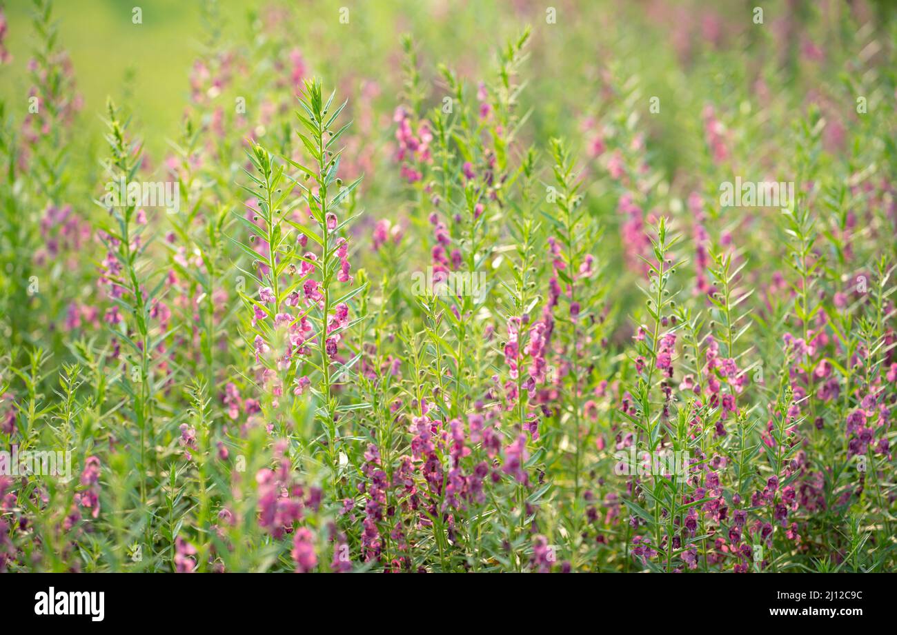 Pink color flowers - FlowerKisser Salvia on the field. Selective focus. Springtime concept. Stock Photo