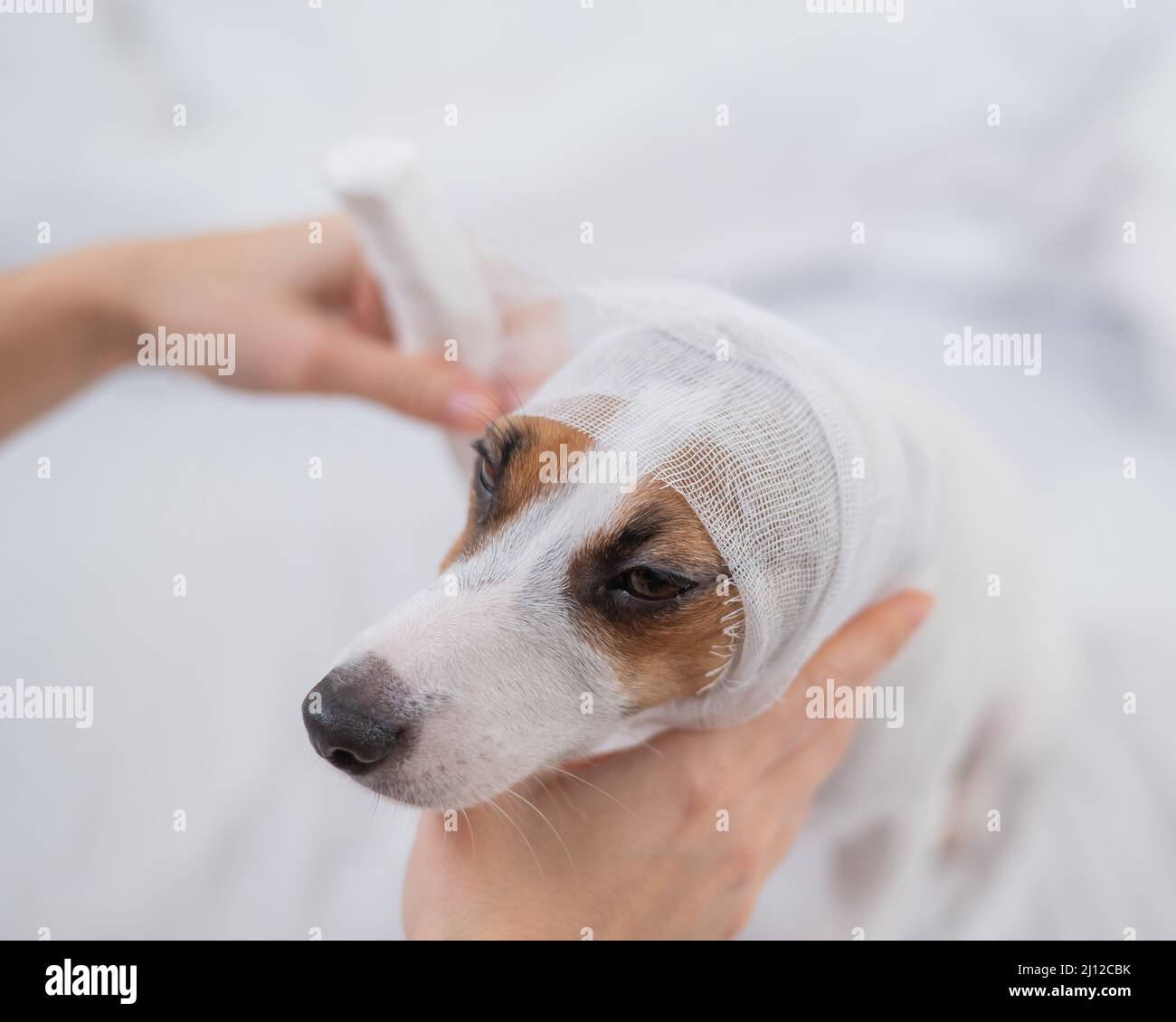 Image showcasing Gauze wraps hi-res stock photography and images - Alamy
