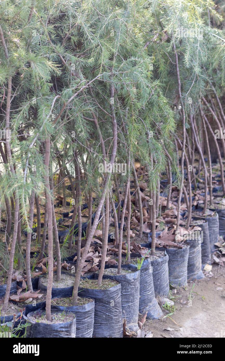 Cedar tree saplings in a plant nursery Stock Photo
