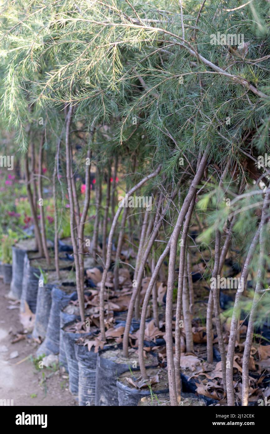 Himalayan cedar small trees for plantation Stock Photo