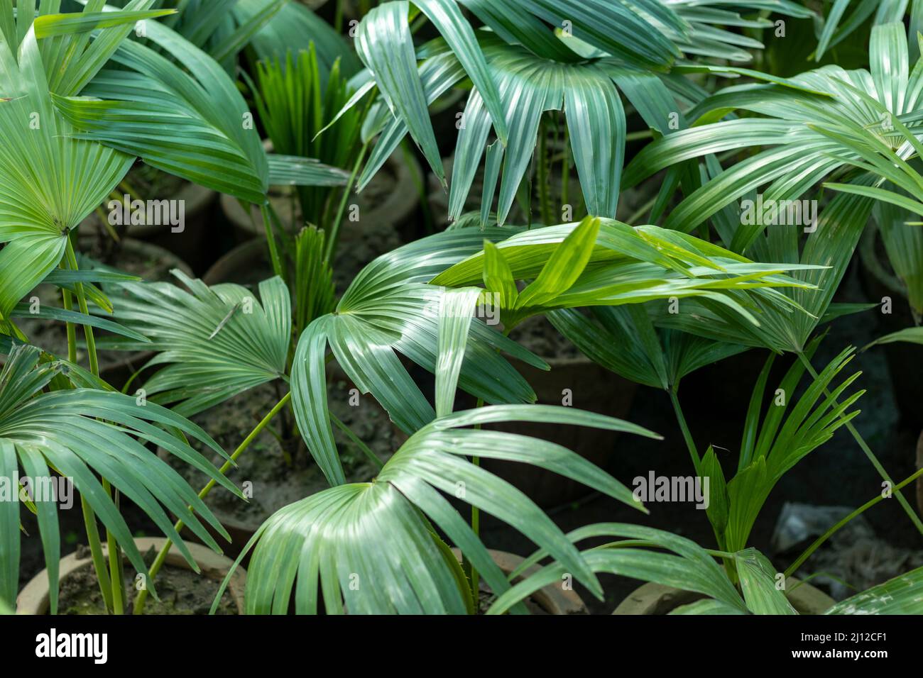 Fan palms or table palm s in plant nursery Stock Photo